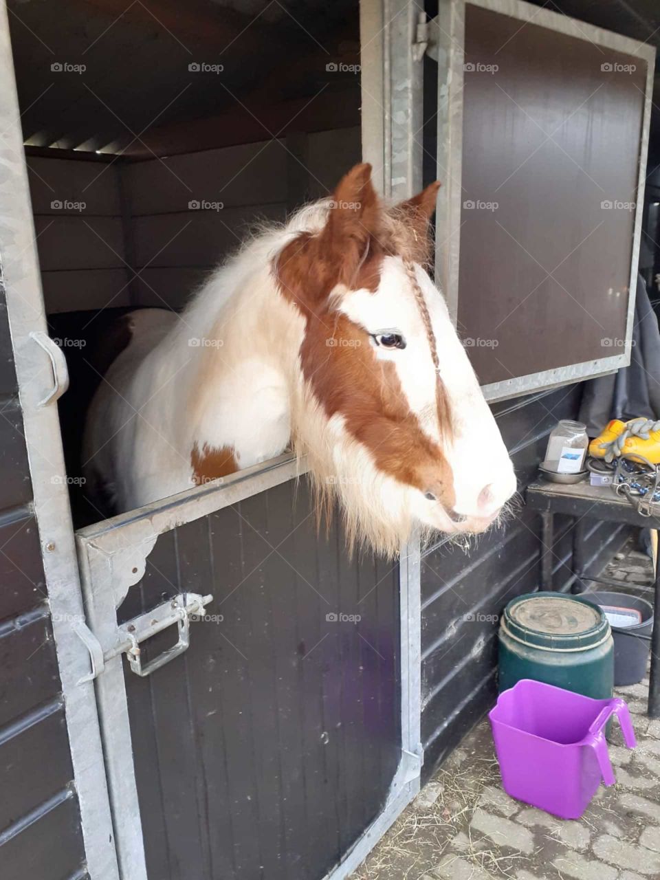 Horse with its head out of the stable