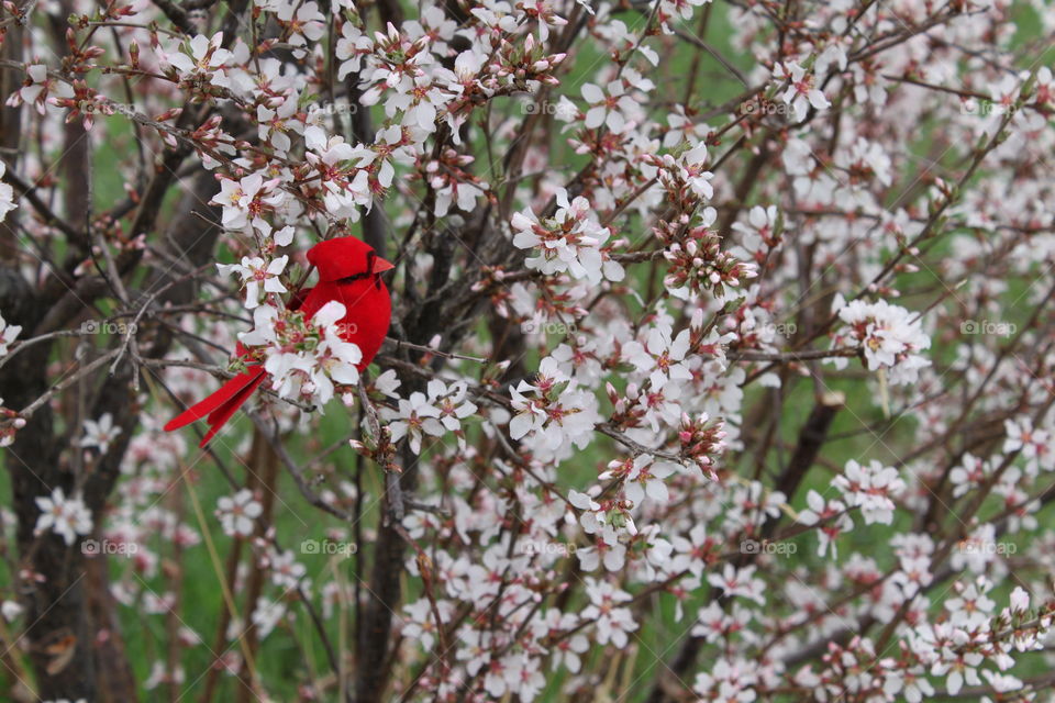 Cardinal in Cherry Blossoms