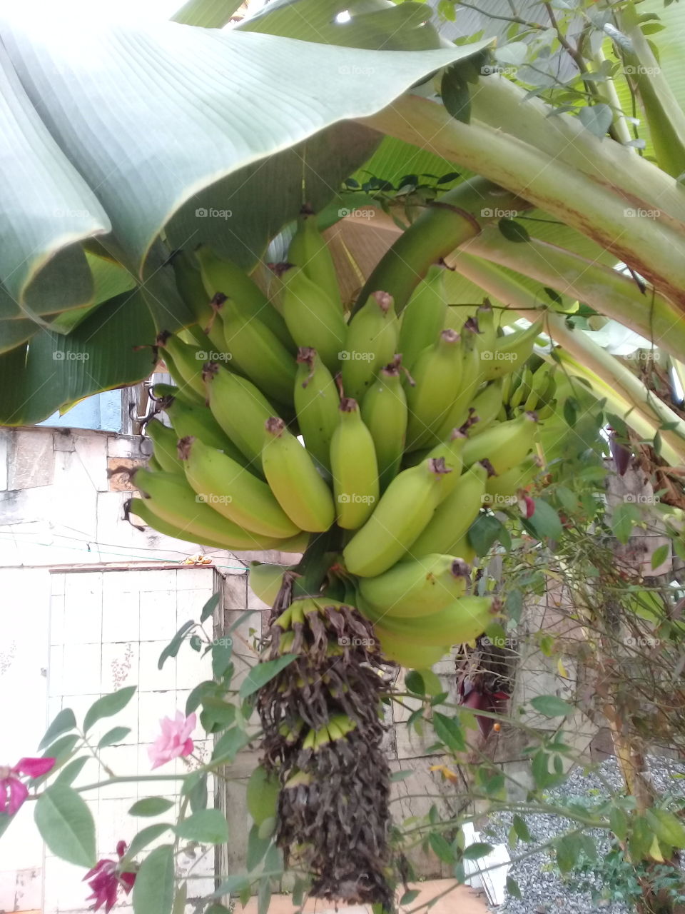 Banana tree Brasil