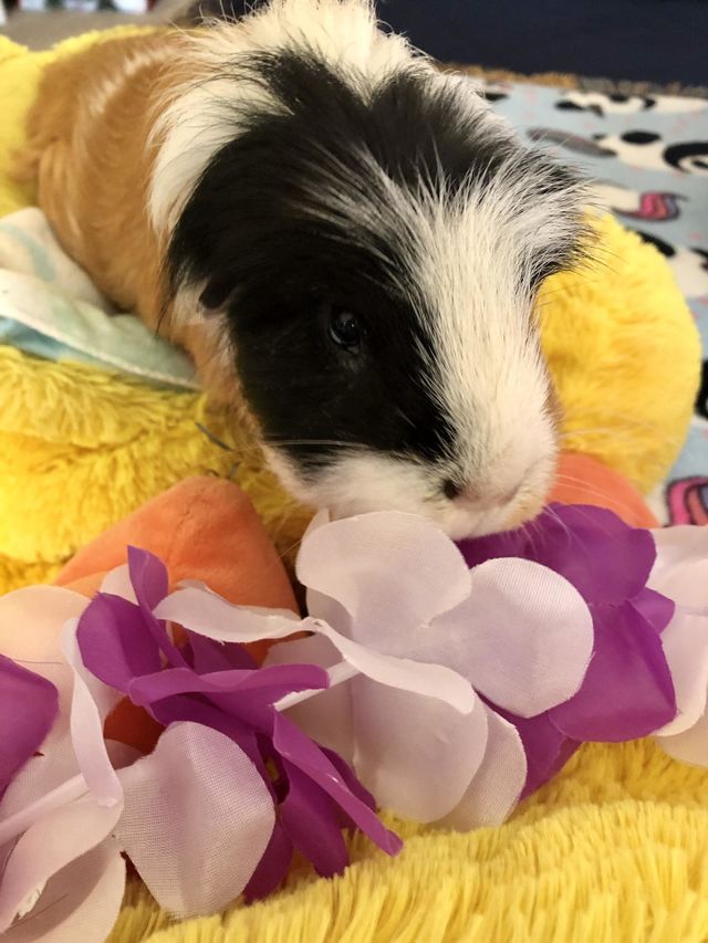 Jonathan our cute Guinea piglet 