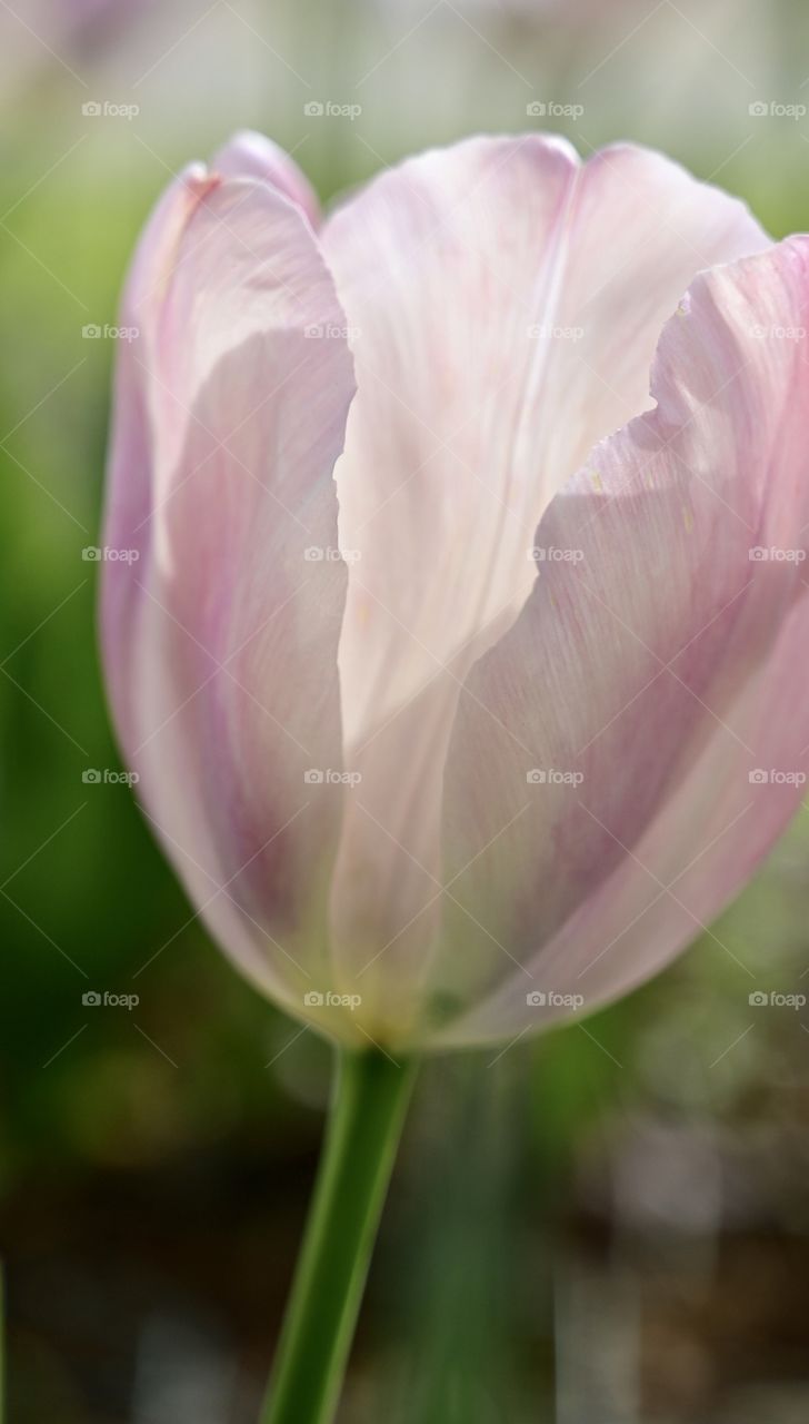Close up shot of beautiful pink tulip