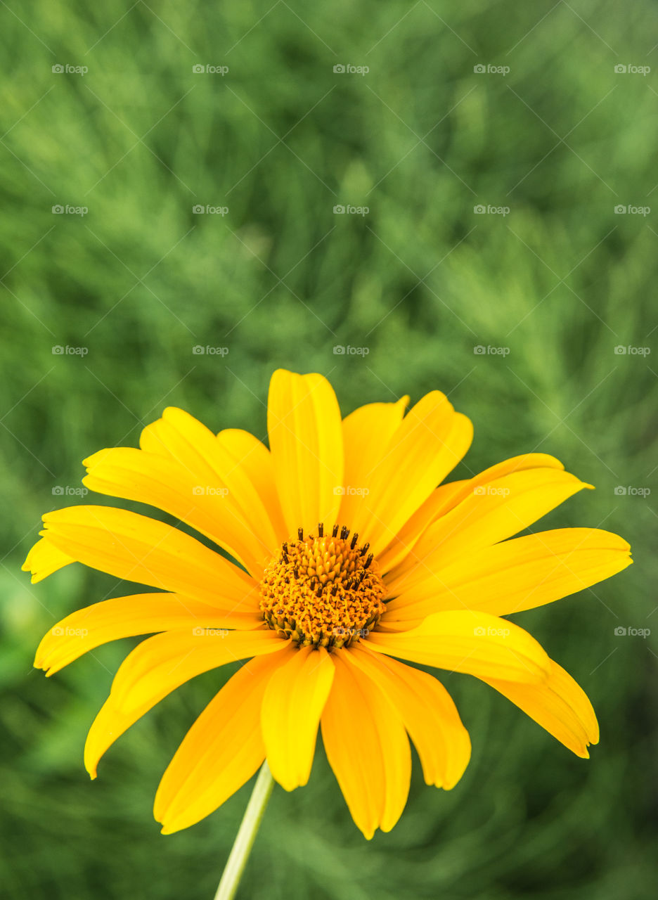 Yellow Flower