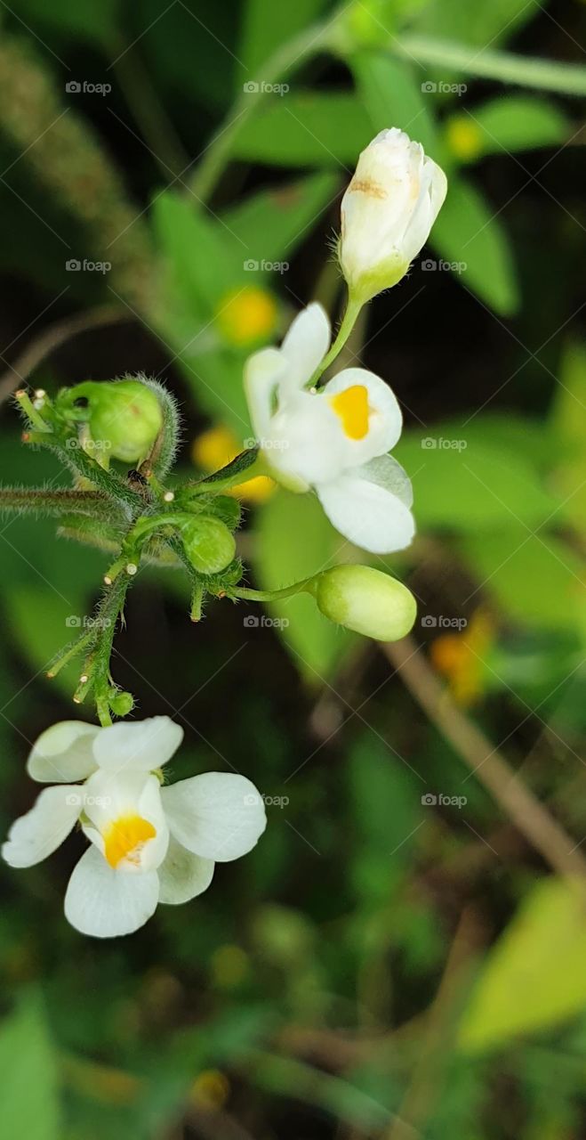 small wild flower, as simple as it is beautiful!  white color a touch of yellow, it is minimal but divine