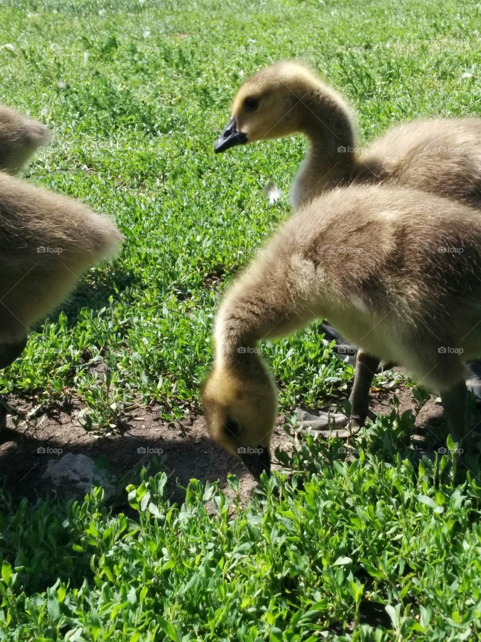 Baby geese eating. Four baby geese's eating in a row