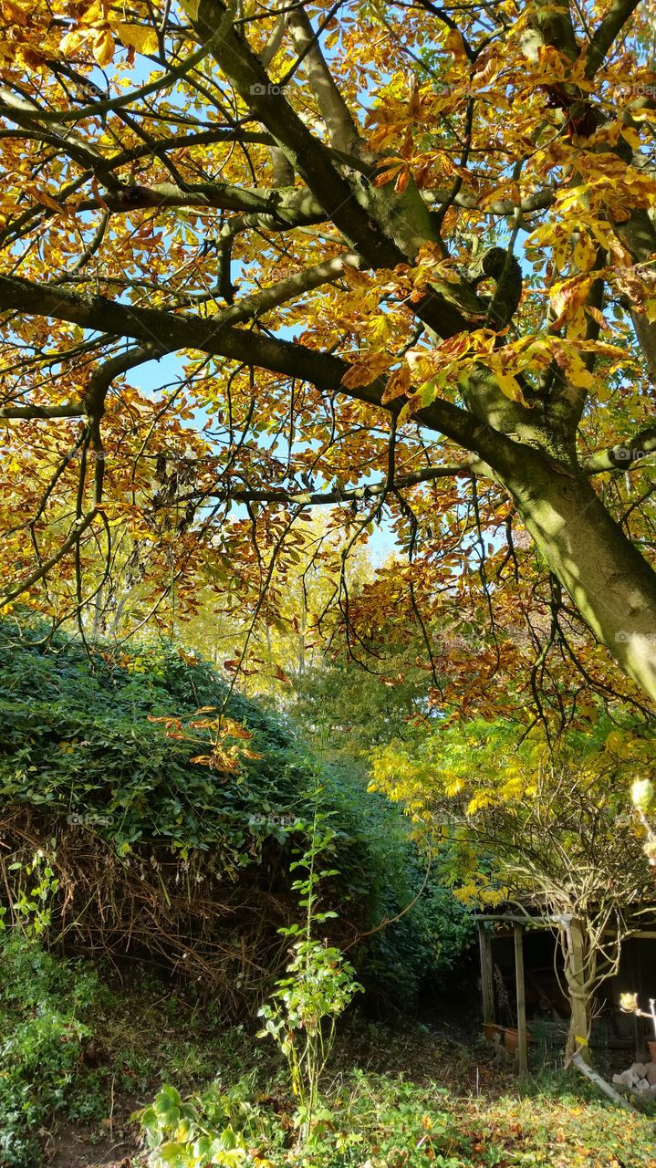 Leaf, Tree, Fall, Season, Nature