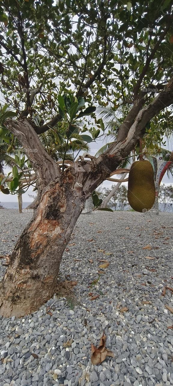 Fruit of the honey jackfruit