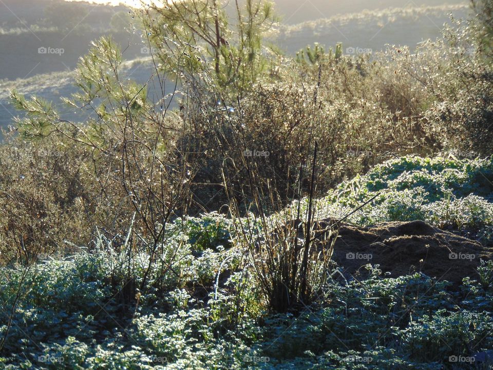 Morning frosty marvels
