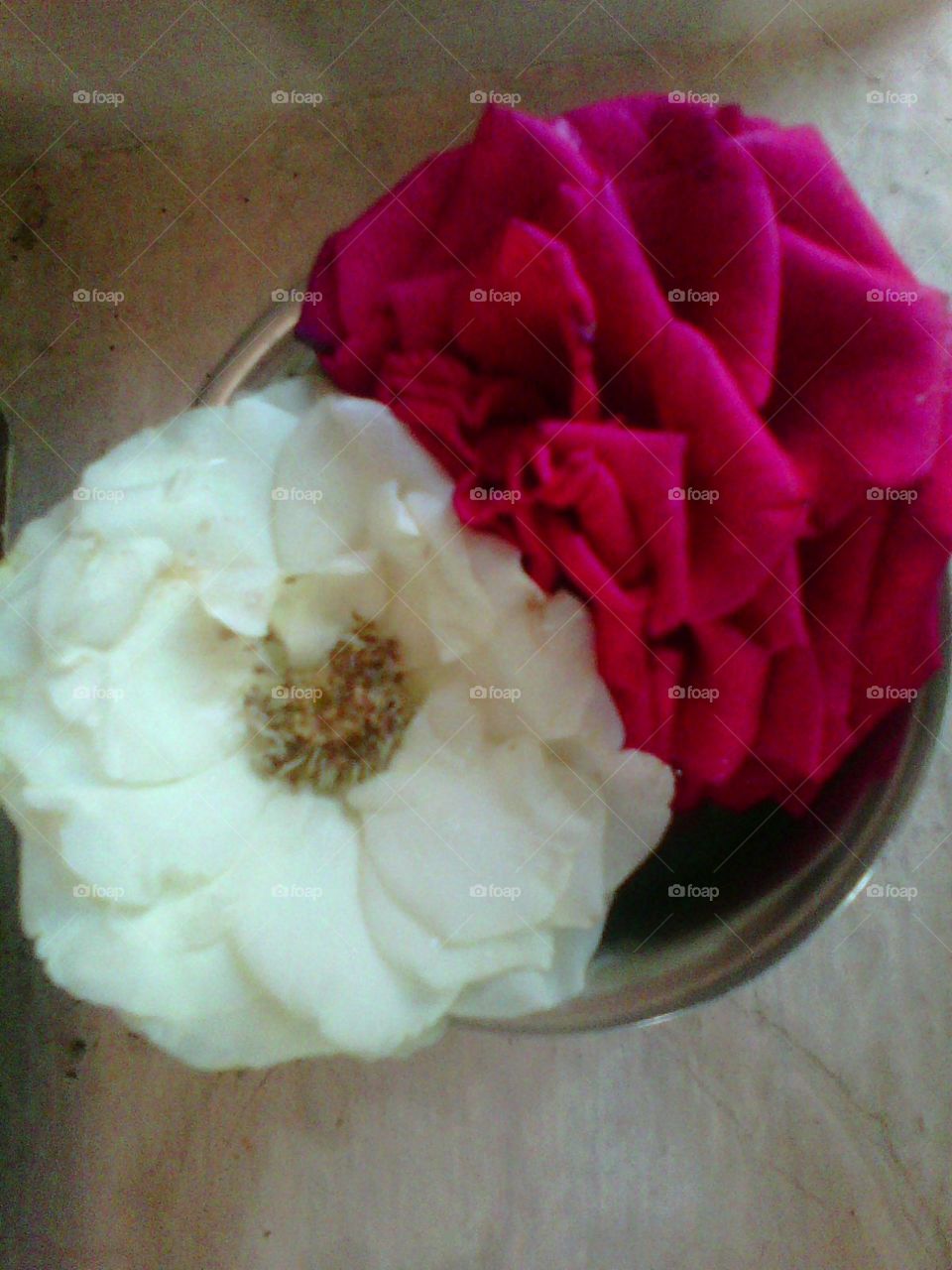 lovely roses for you