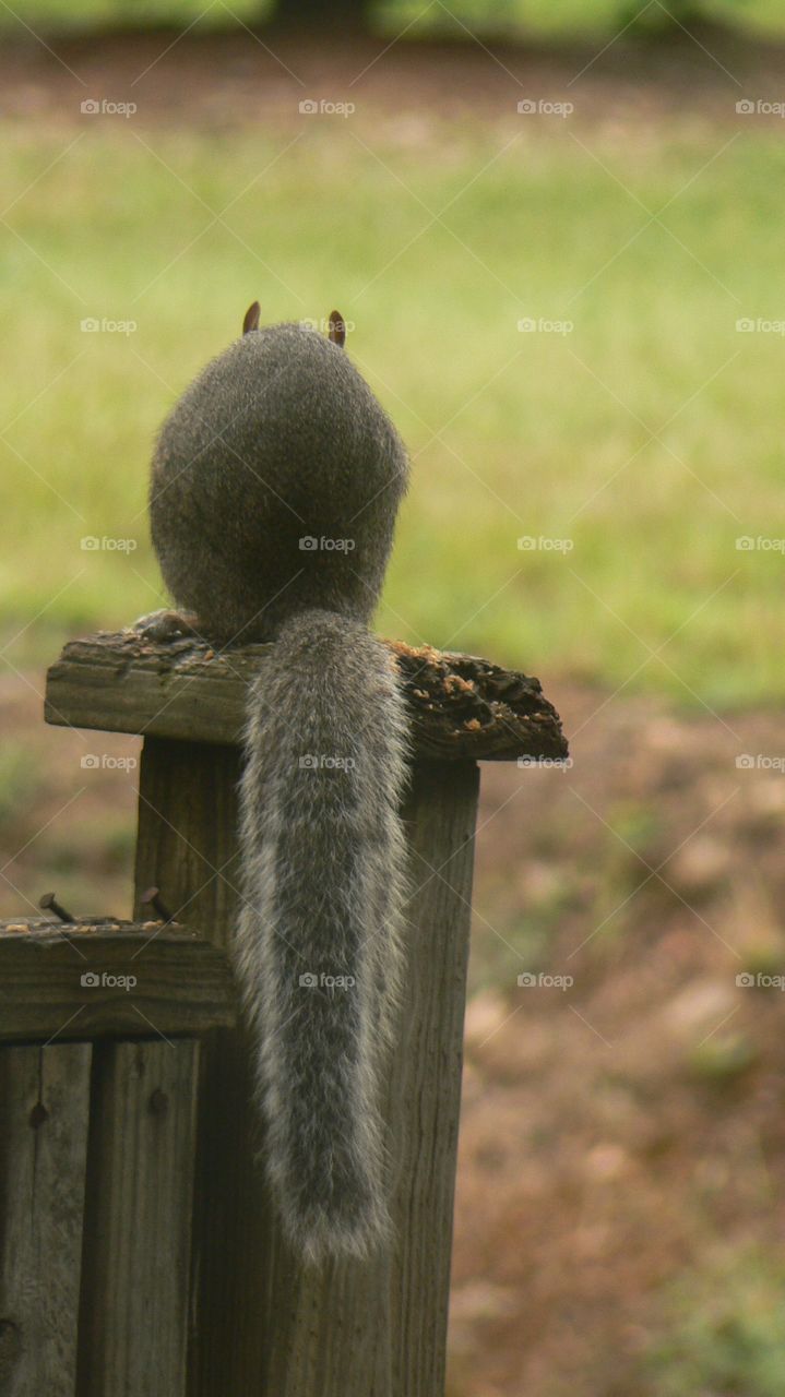 Squirrel perch