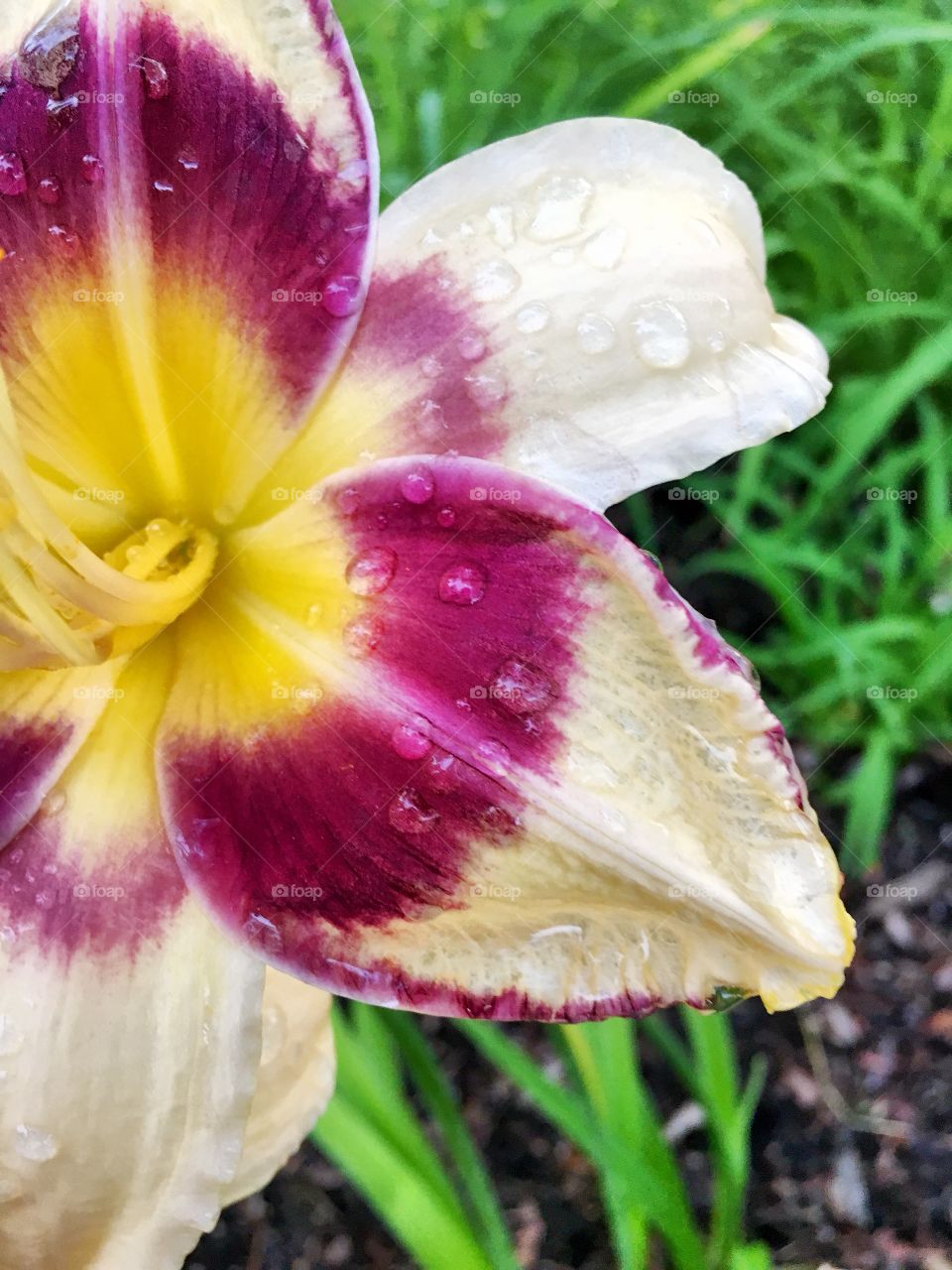 Water drops on a lonely pretty flower