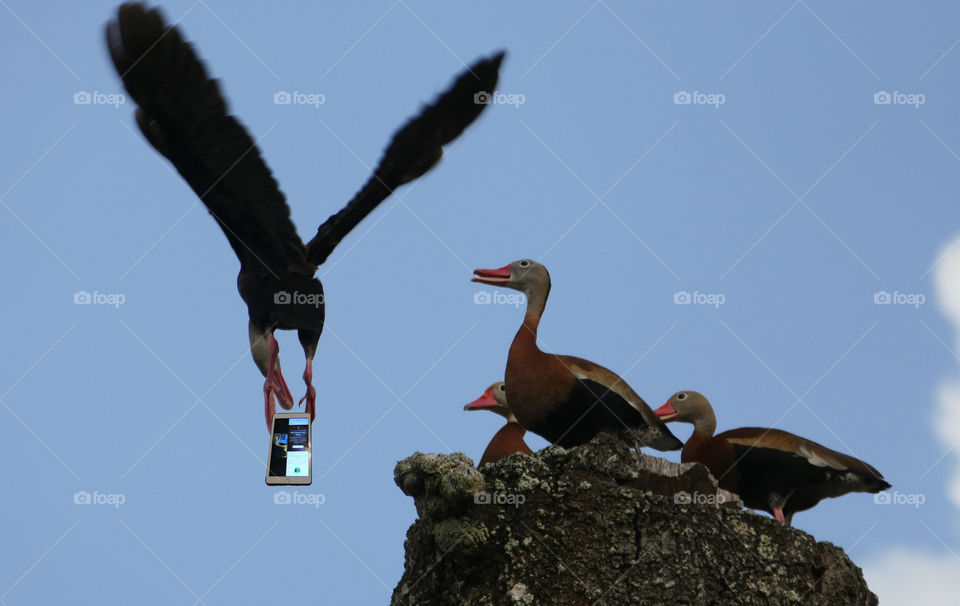Whistling ducks shocked while duck flies by holding a device need digital detox