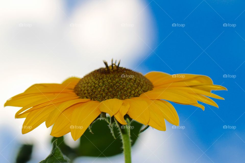 Sunflower in Sky