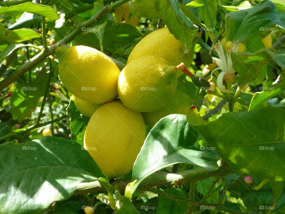 Lemons/ Sardegna / Italy 