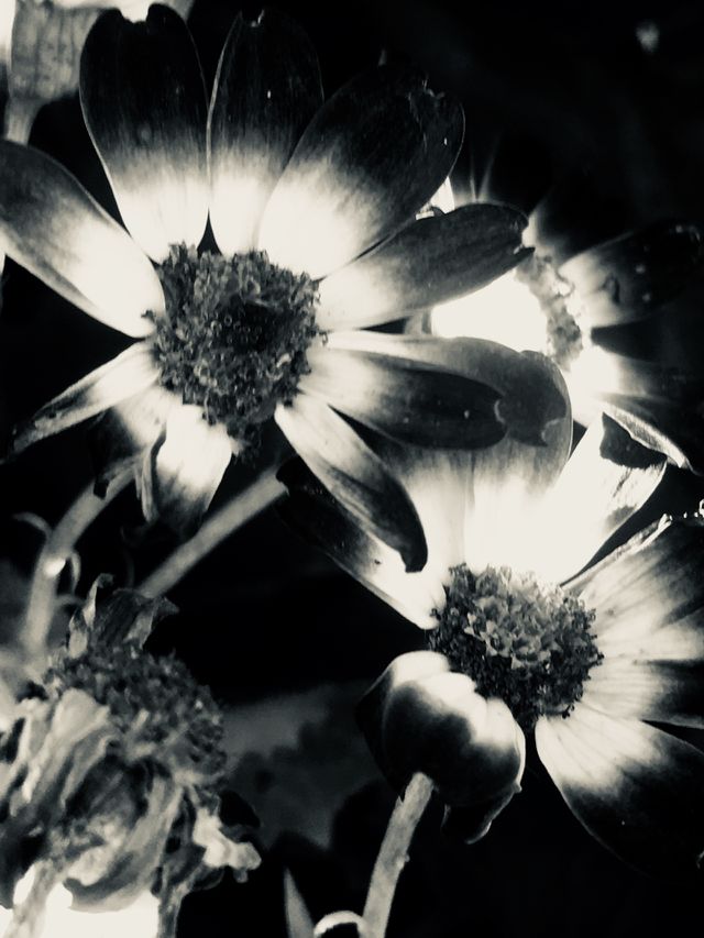 Bianco e nero 