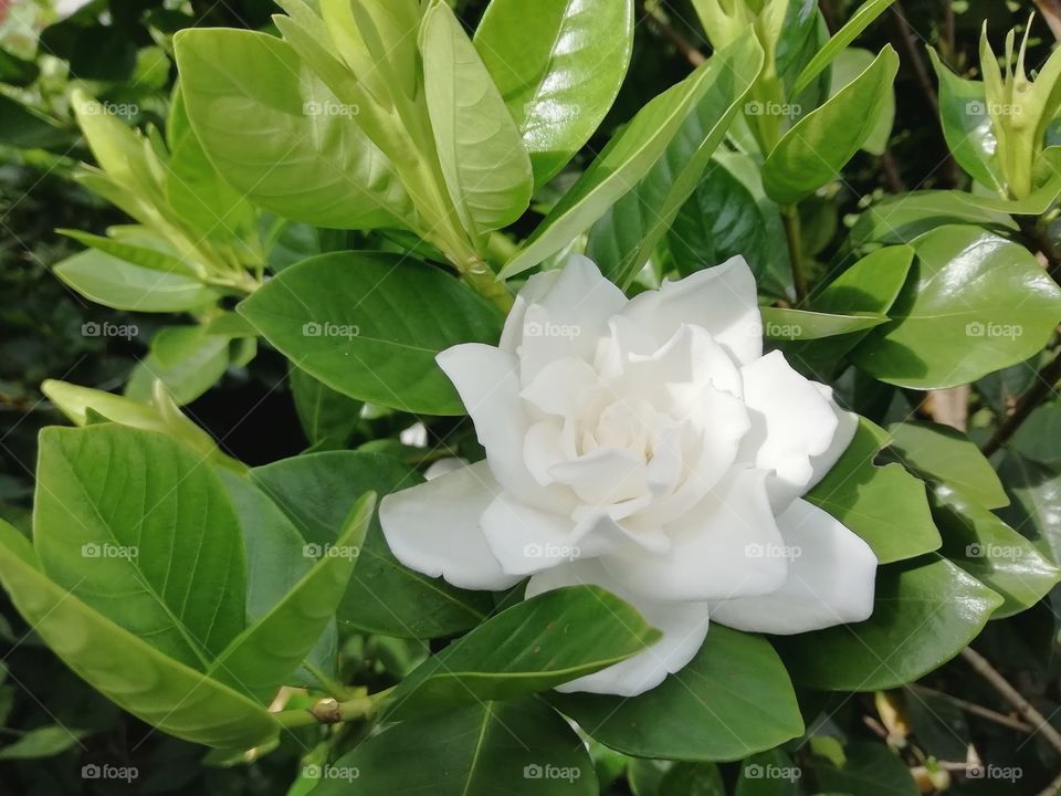 White flower in the green garden