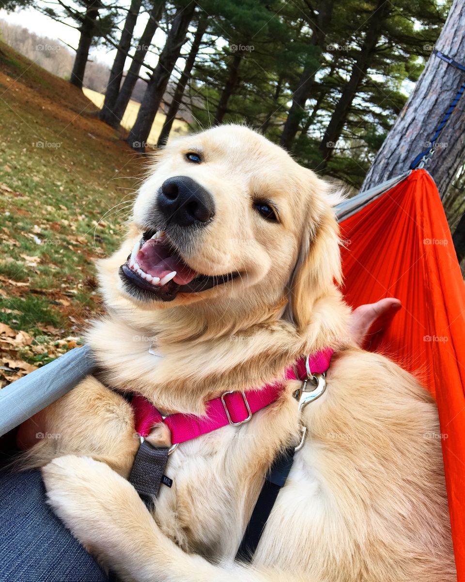 View of dog in hammock