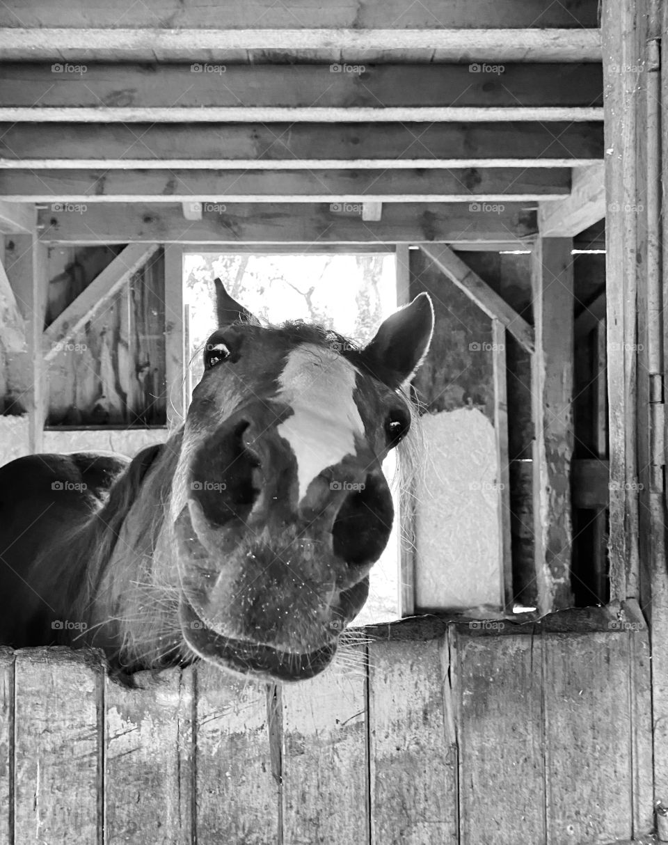 Curious horse #3, Barnstable, MA