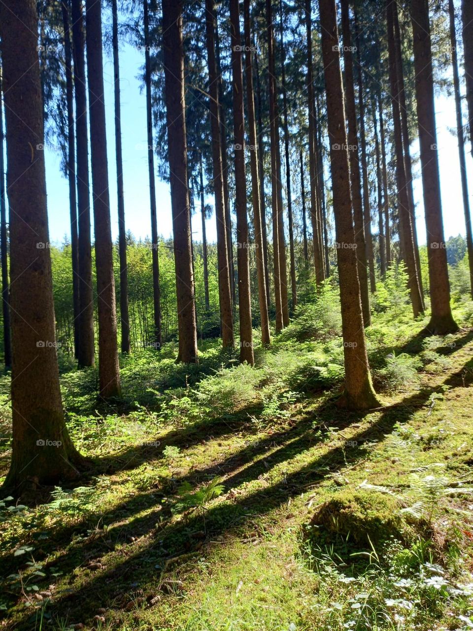 Sunlight Streaming Through Pine Forest