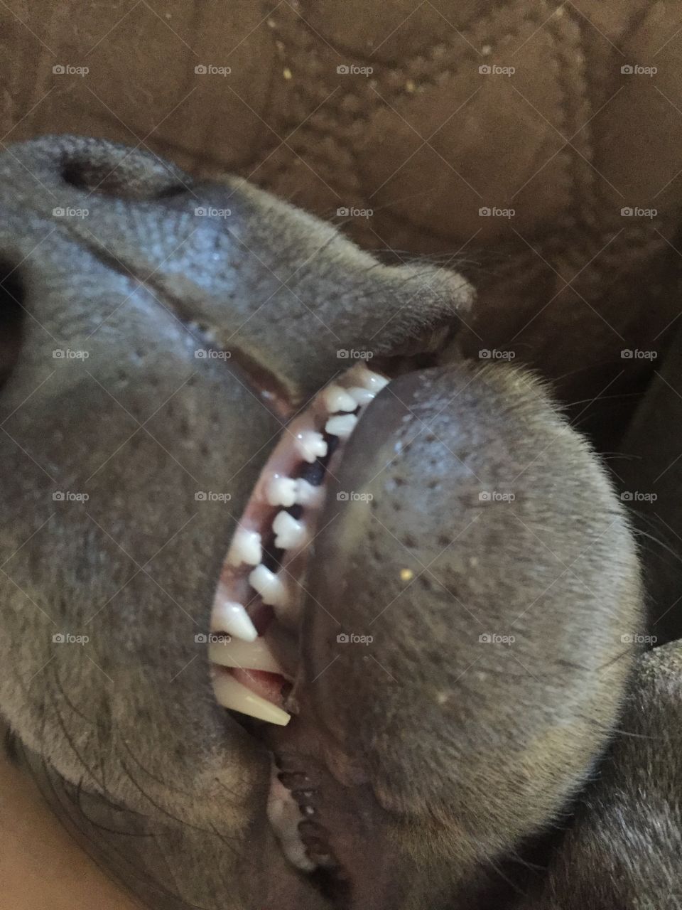 Puppy teeth! 