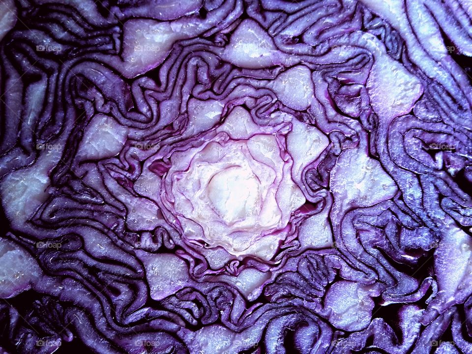 view into the heart of a red cabbage