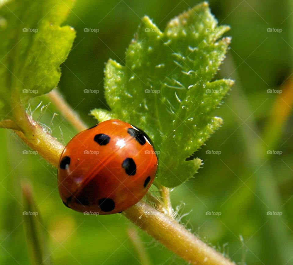 ladybird 🐞 on a leaf