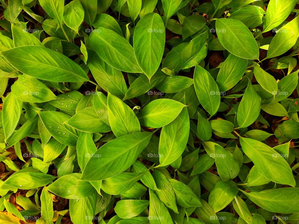These are baby banana plants. After 12 months, 6 round of multiplication, Banana plants in the highly controlled environment at lab now ready to move into the normal environment.