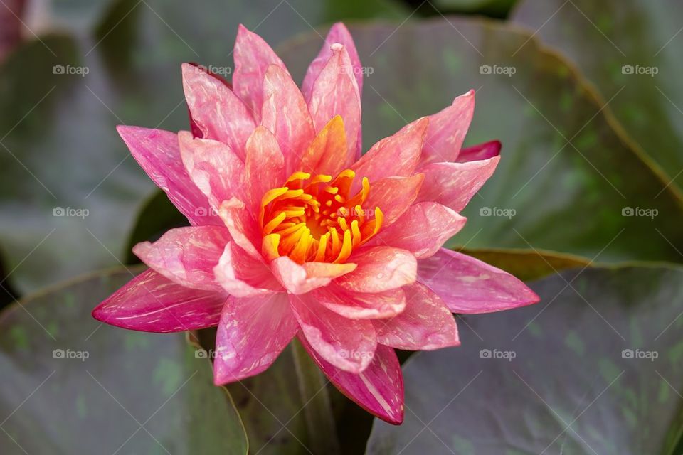 Thai waterlilly