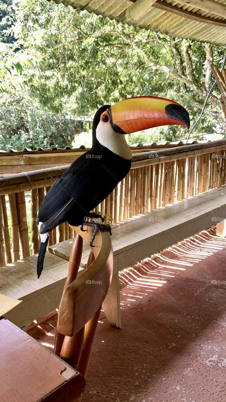Tucan in wildlife leaned on chair in the balcony 
