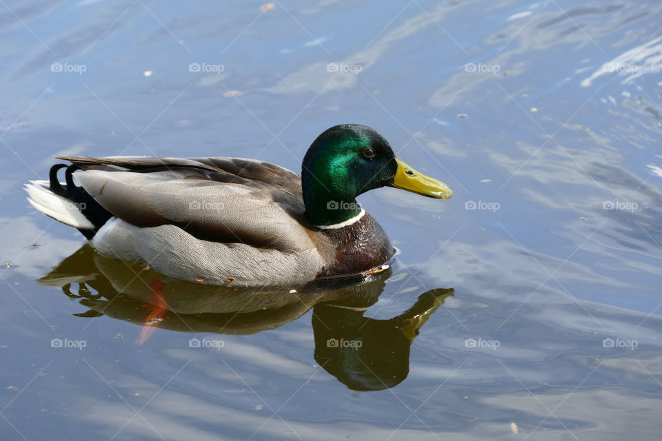 Duck