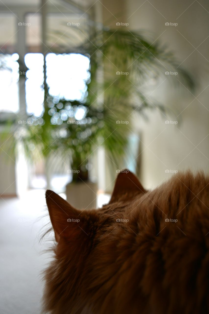 Window, No Person, Cat, Mammal, Blur