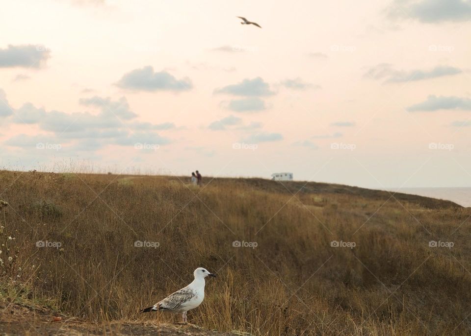 Gulls watching on the seaside