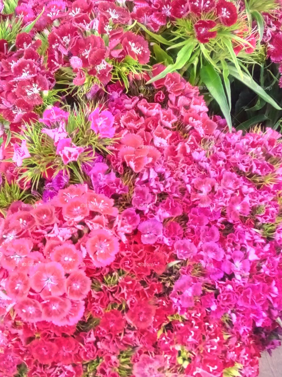 Flower, Flora, Garden, Nature, Floral