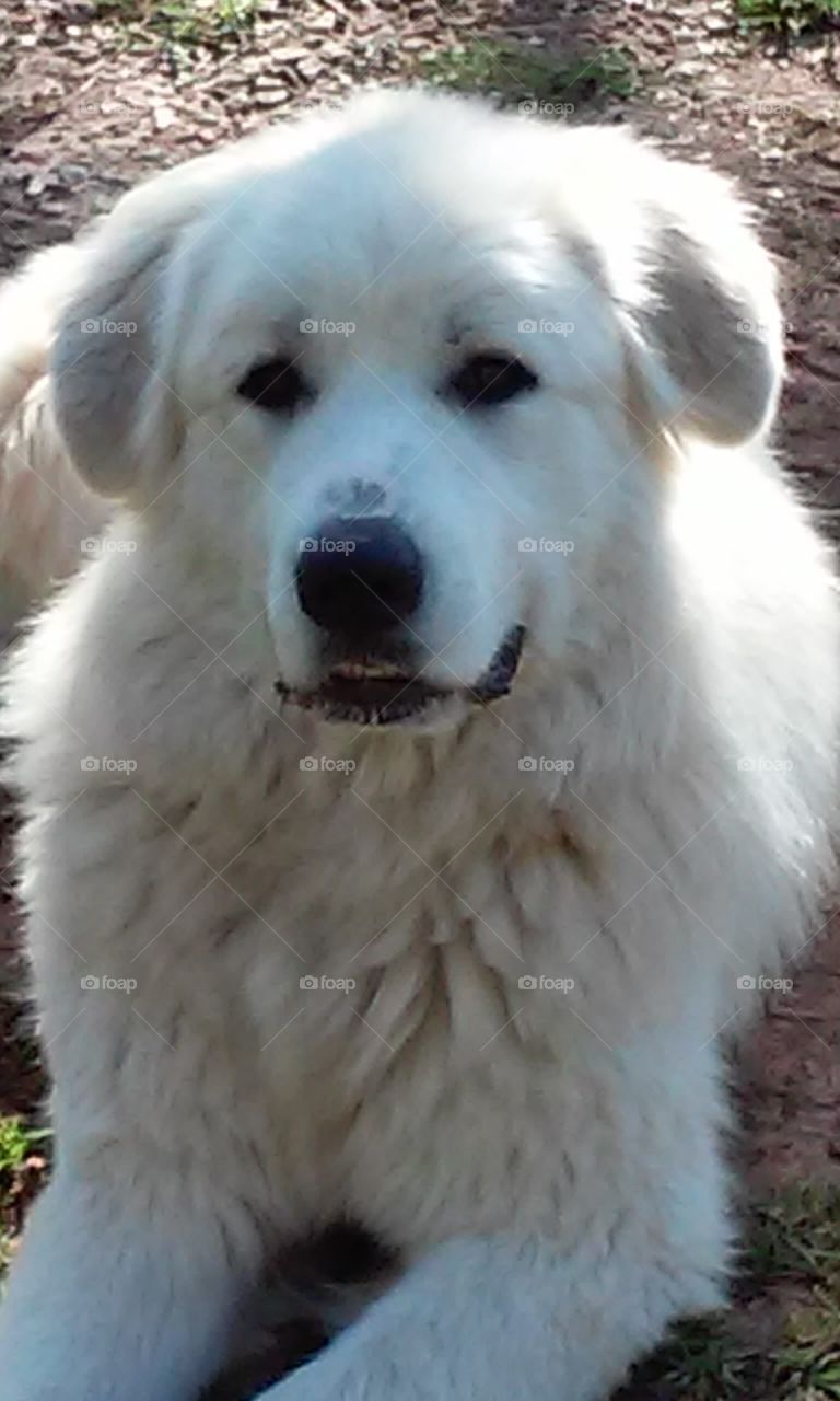 just showed up in my yard. pretty dog. hope he's not lost there's no ID on him 😒