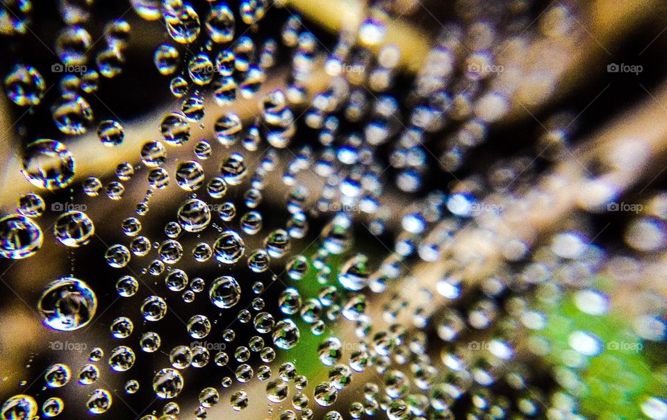 Dewdrops on a spider web