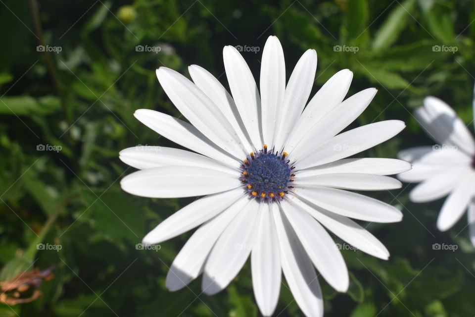 Meeting up with beautiful flowers always gives you a wonderful feeling