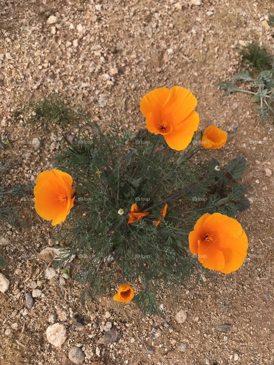 Arizona desert wild flowers