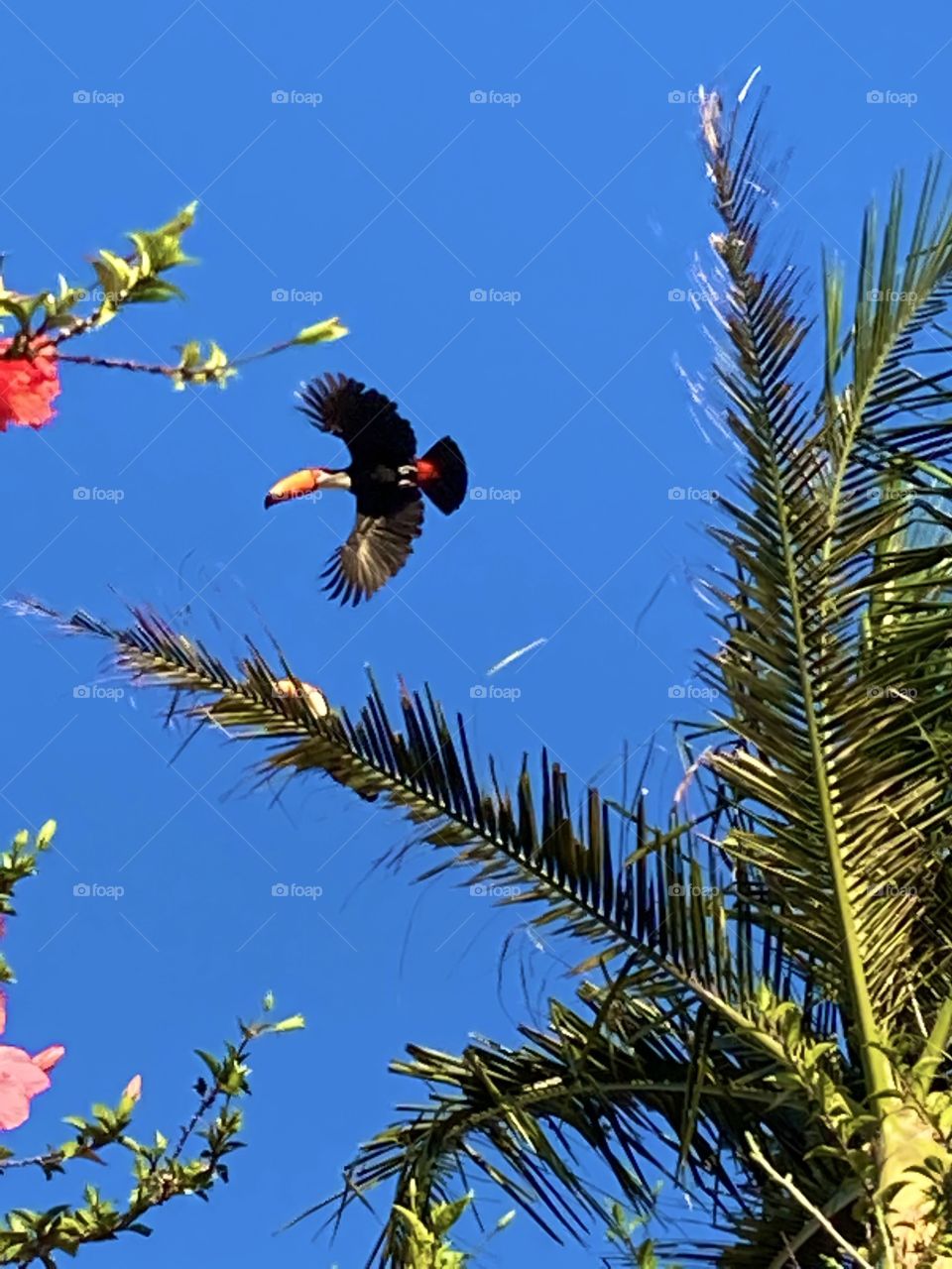 This toucan didn't want to take a picture: it hid behind the palm tree, turned around, camouflaged ... but finally it flew.  What a bird beauty! / Esse tucano não queria tirar foto: se escondia atrás da palmeira, se virava, camuflava… mas enfim voou.