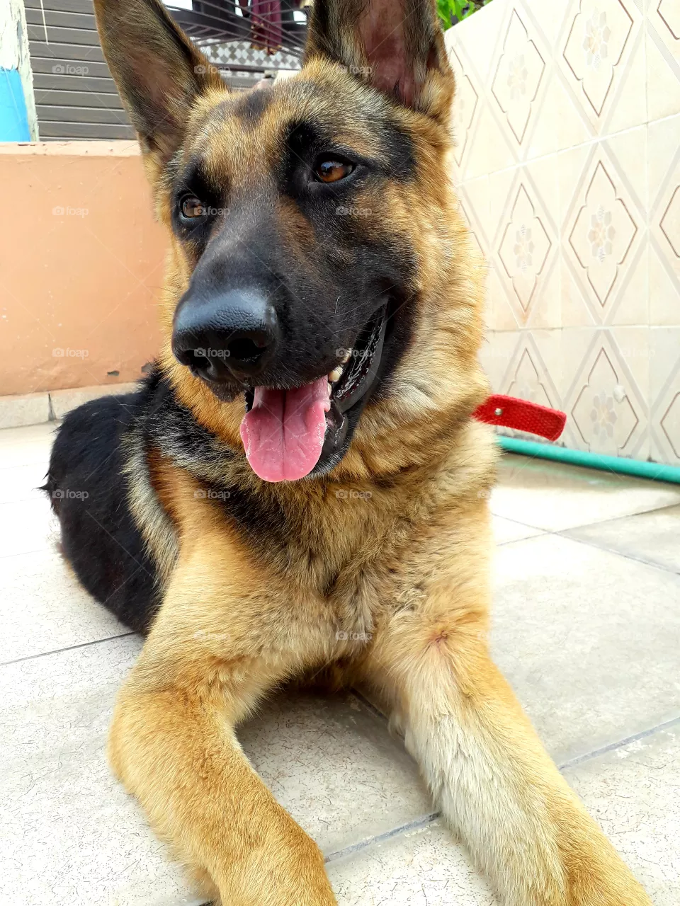 dog