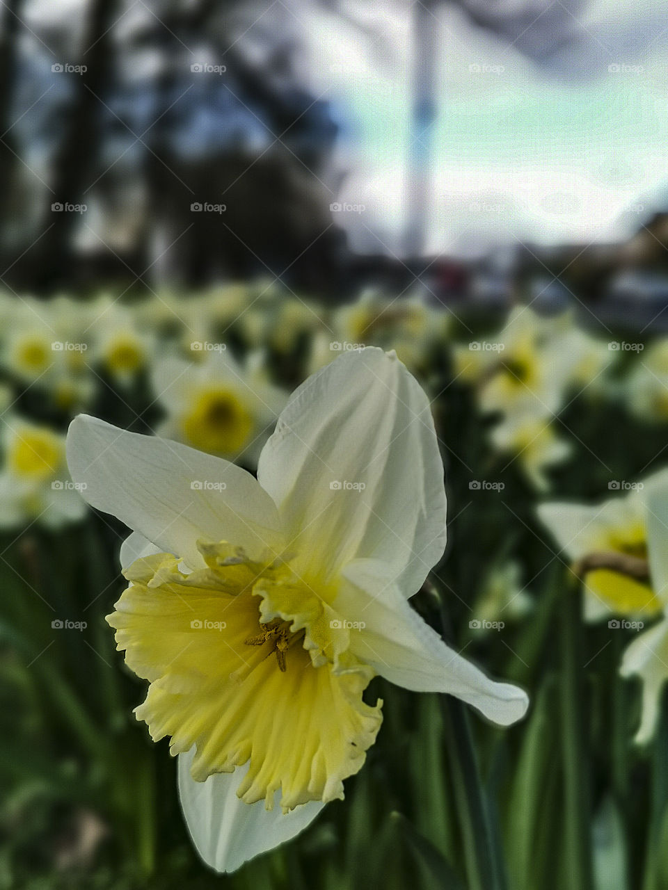 daffodils