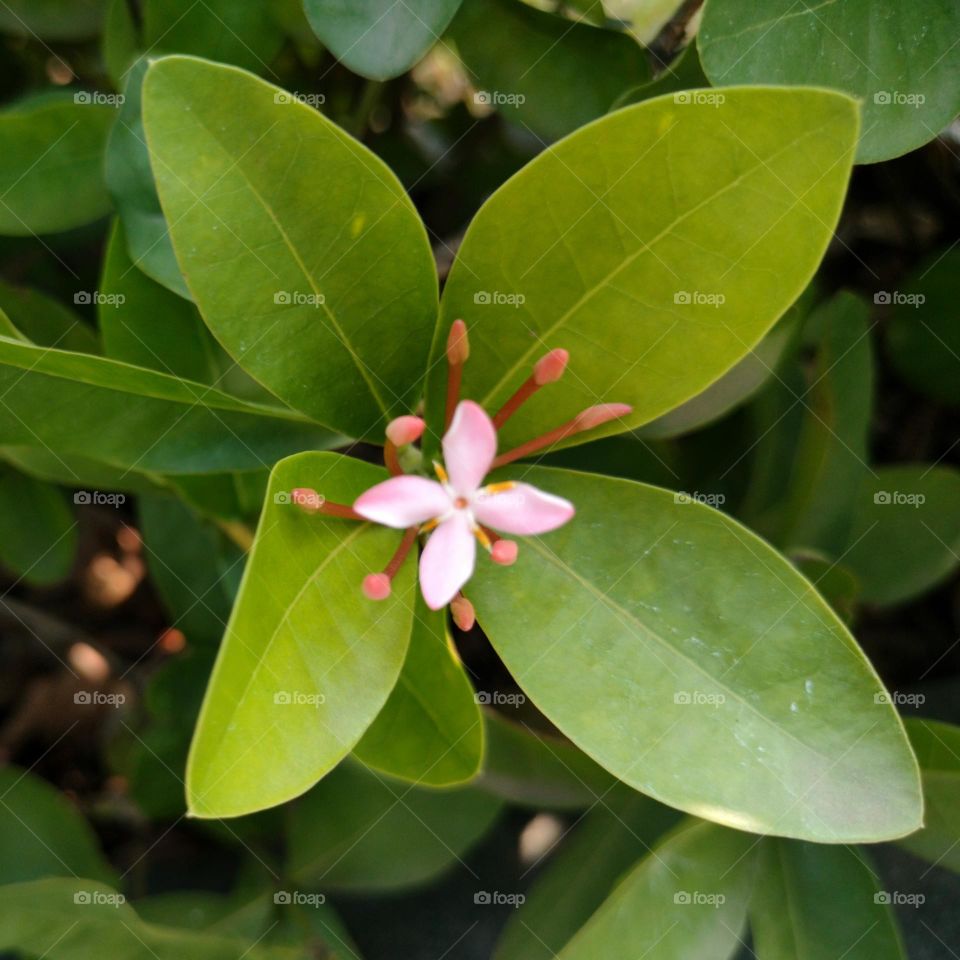 Beautiful Plants, Portrait of Plants, Beautiful Flower