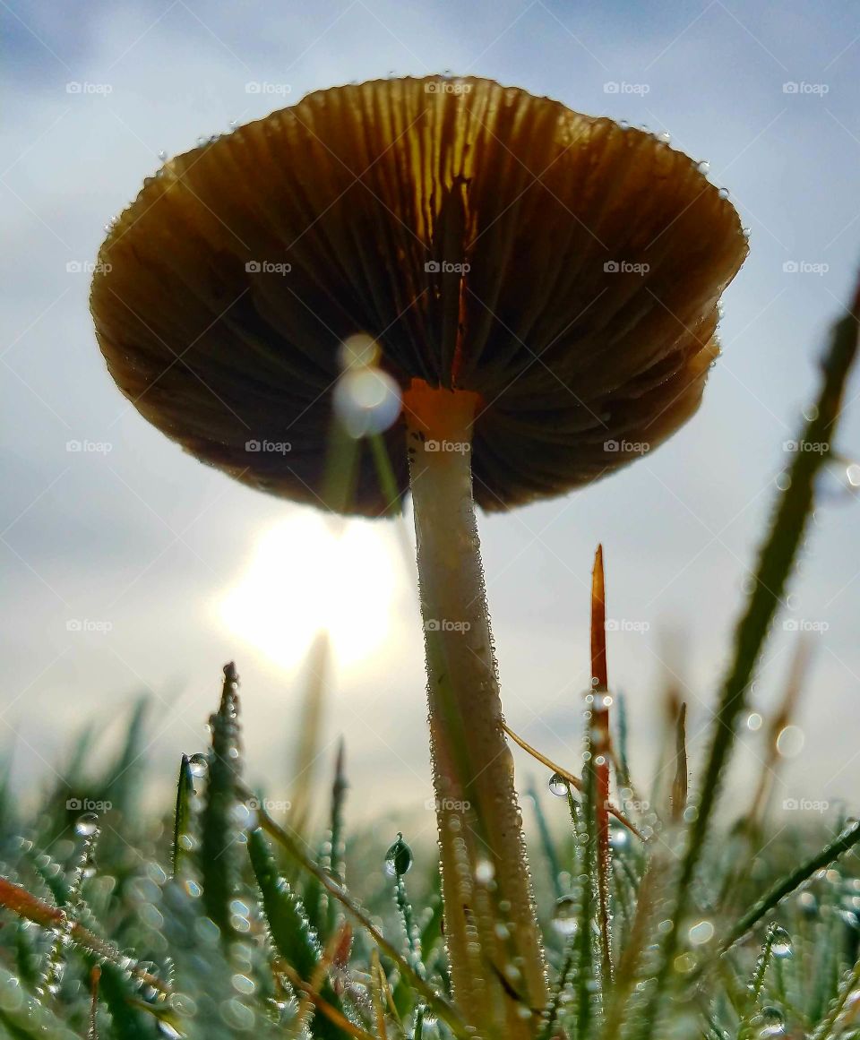 Morning dew on the fungi