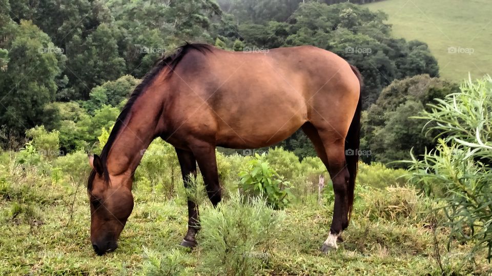 natureza animal horse