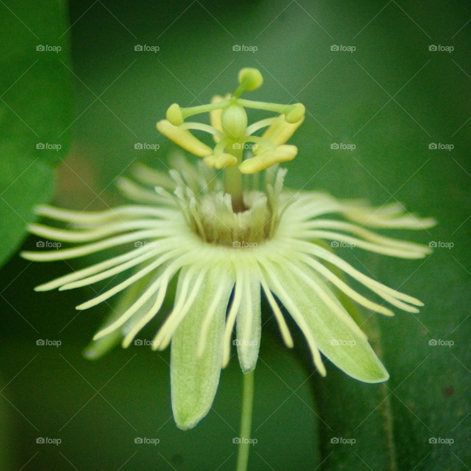 passion flower