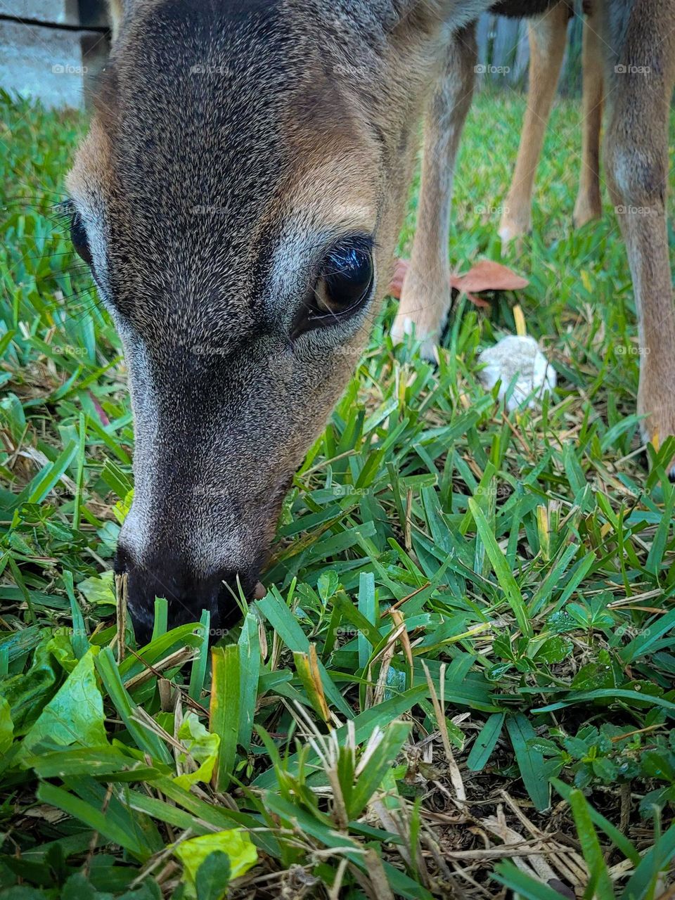 Deer eating grass close-up