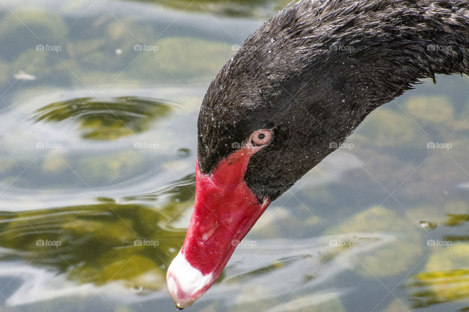A Black Swan at the Granby zoo in Montérégie region
