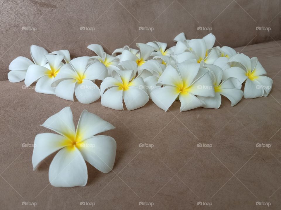 Beautiful Plumeria