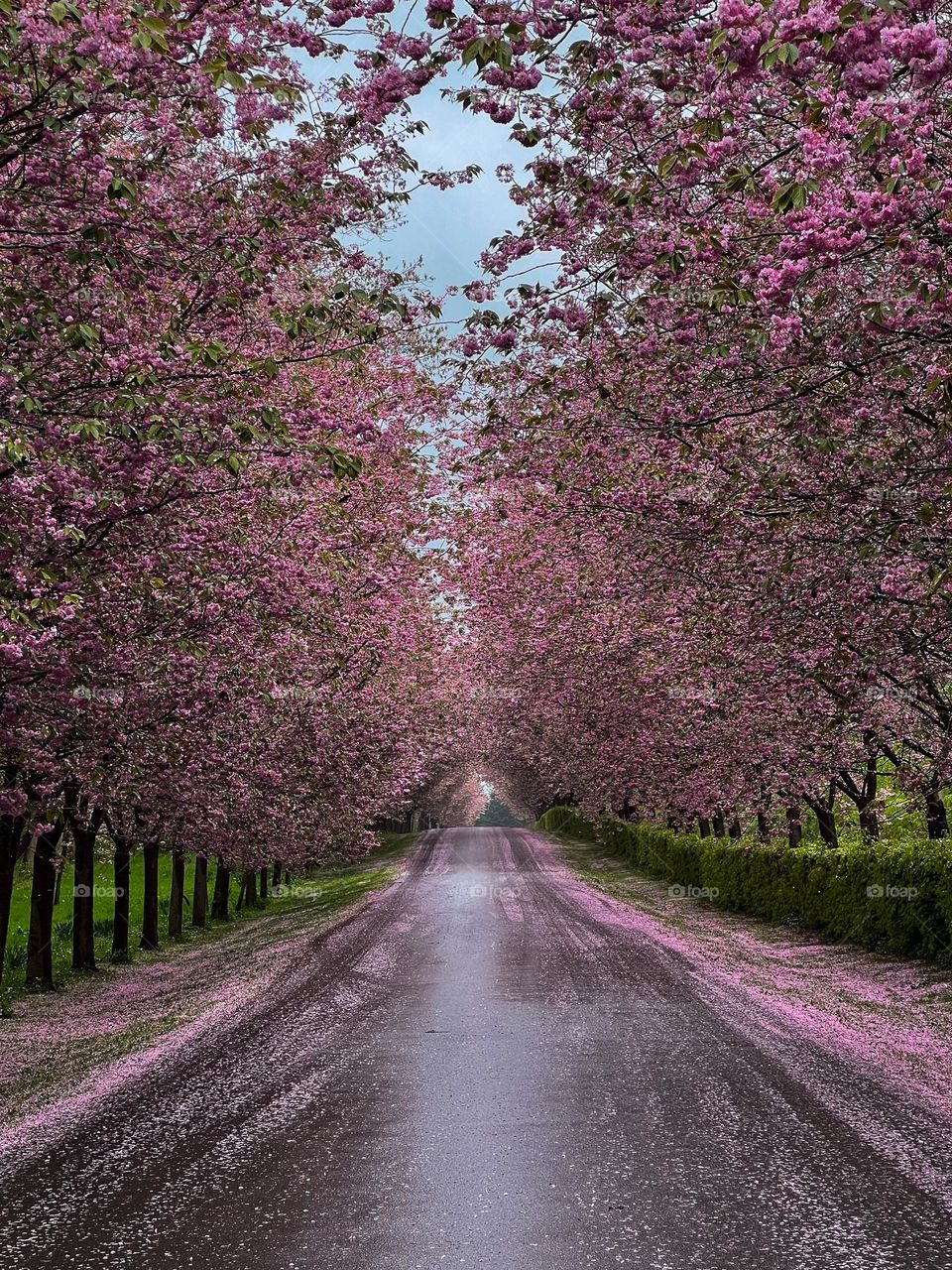 avenue with cherry trees