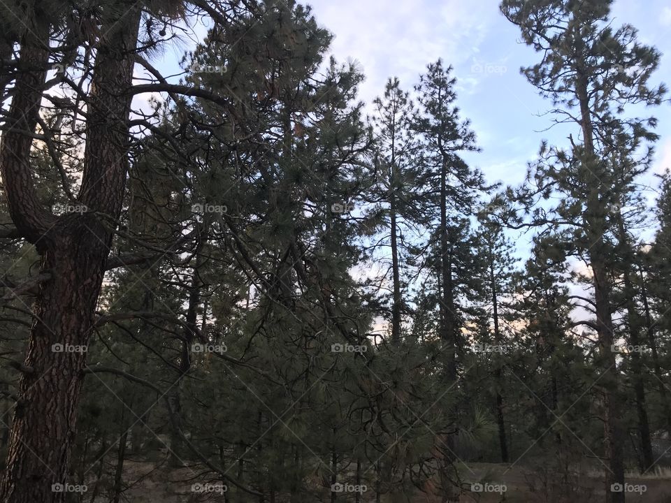 Evening view of tall trees. The sun is starting to set and the sky is very colorful. 