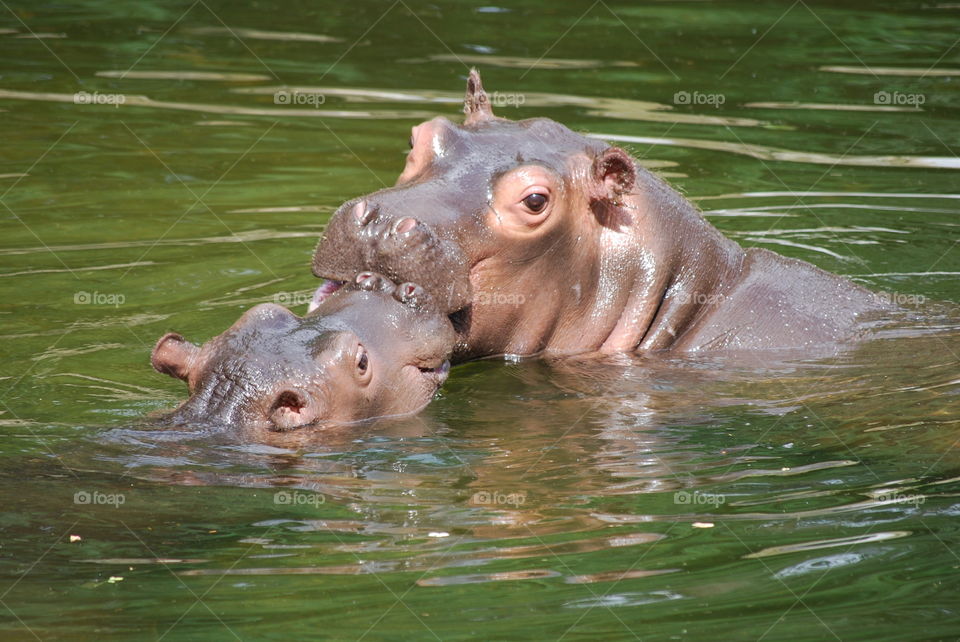 hippopotamus, mother and child