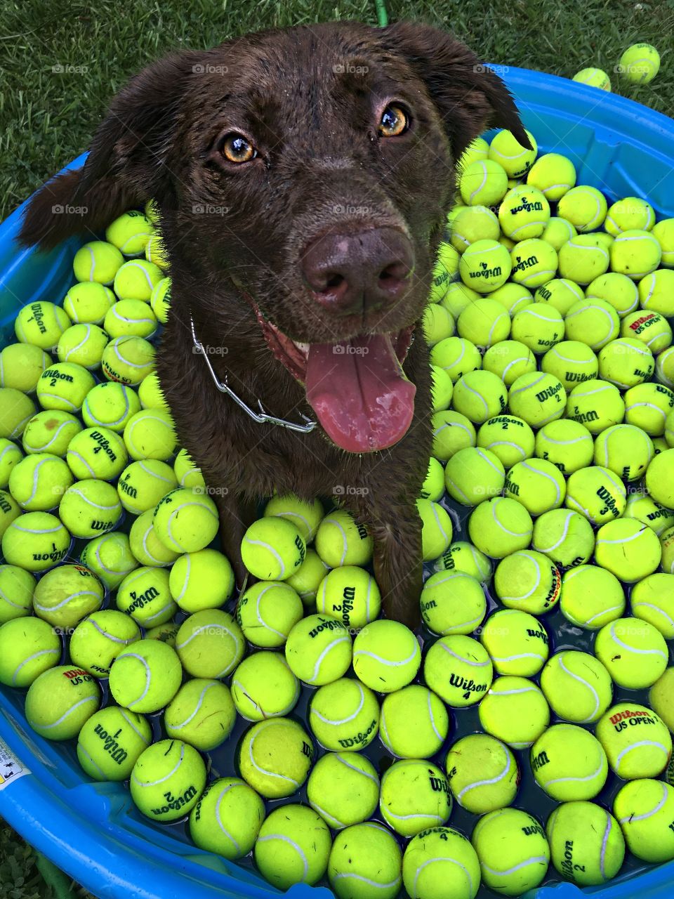 Axels birthday present, 100 tennis balls and a pool.